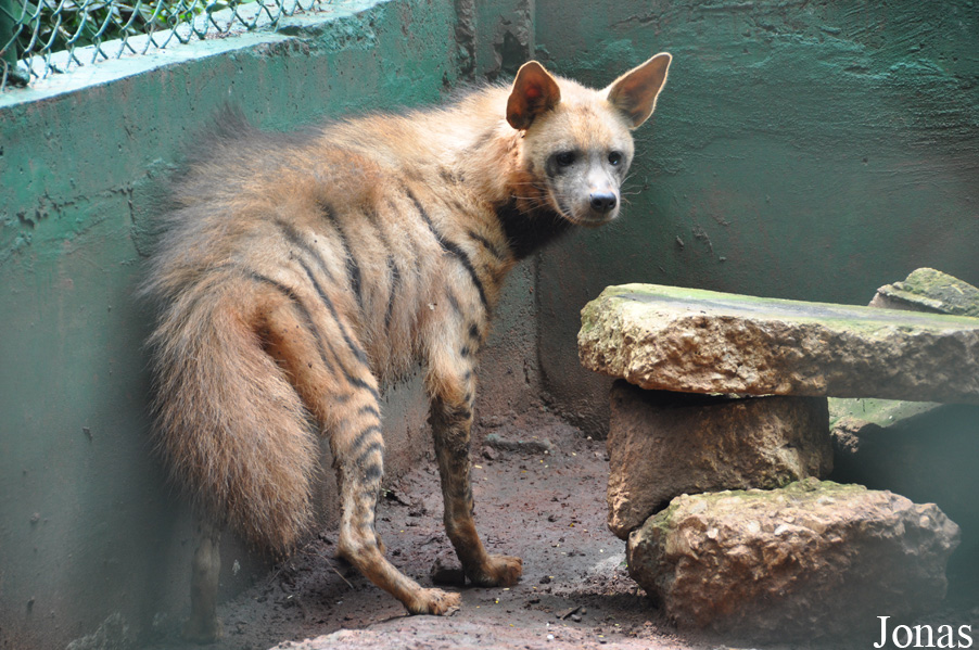 Hyaena hyaena