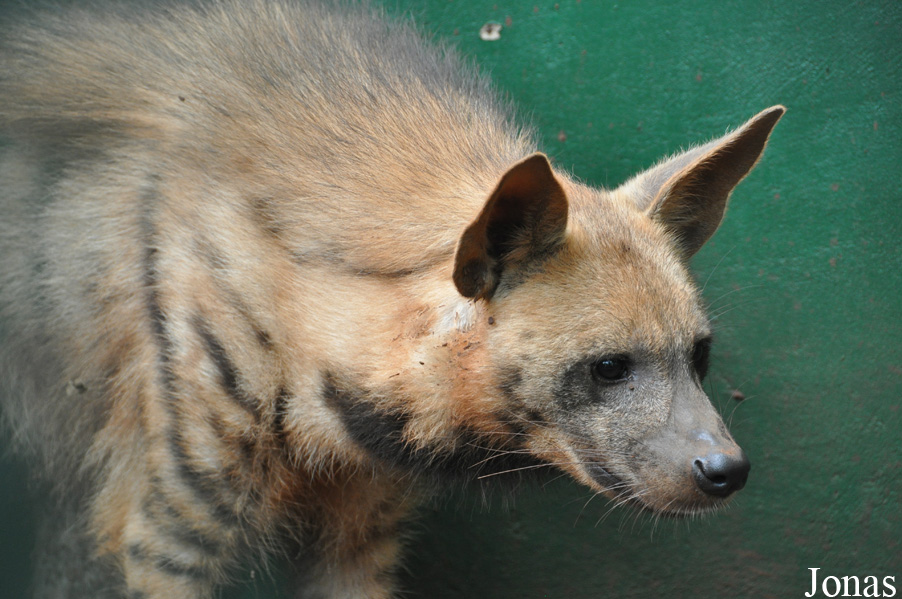 Hyaena hyaena