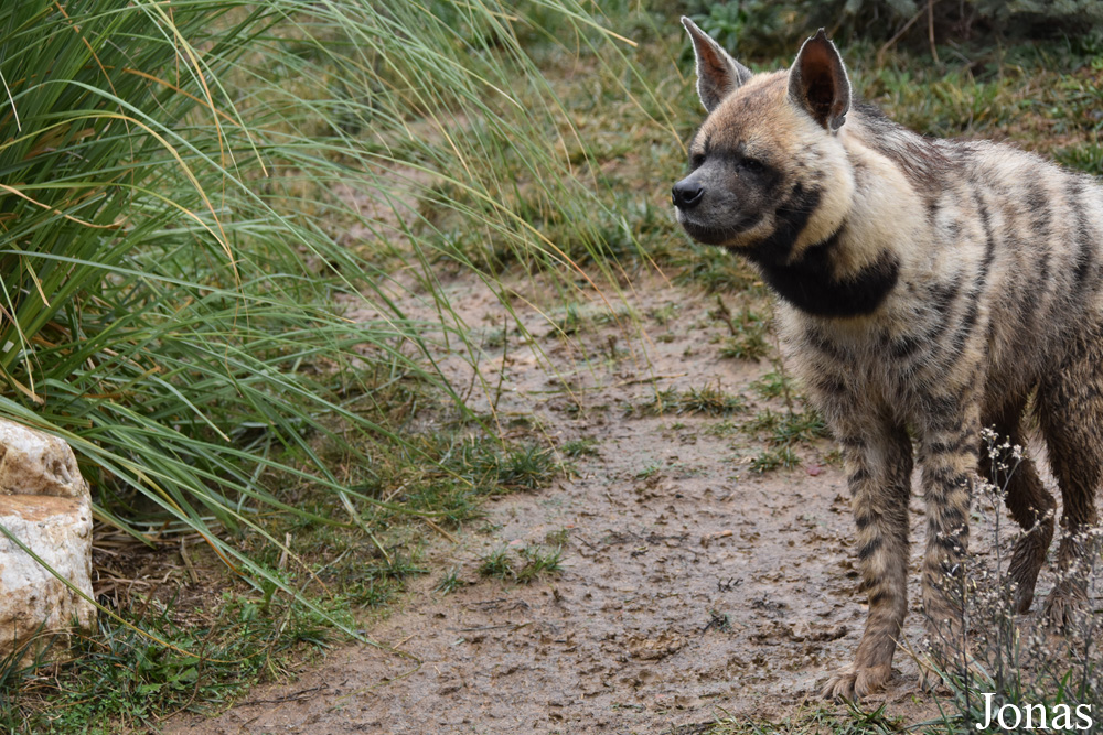 Hyaena hyaena
