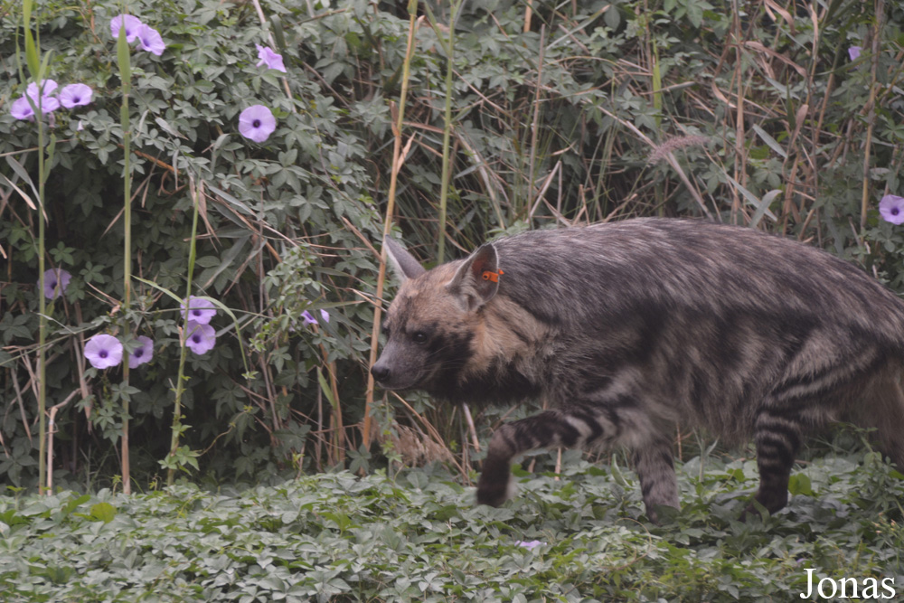 Hyaena hyaena