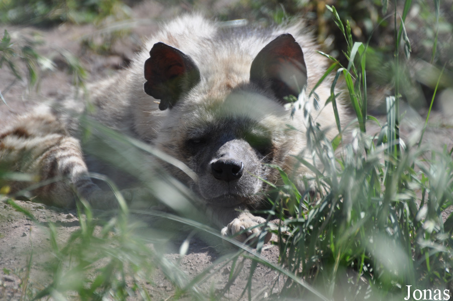 Hyaena hyaena