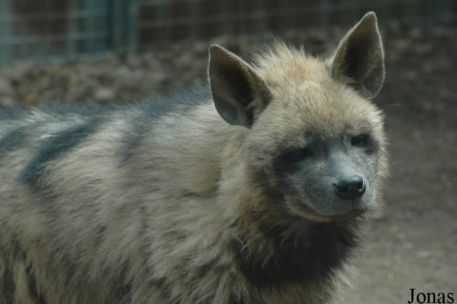 Hyaena hyaena