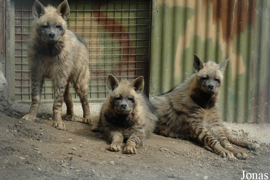 Hyaena hyaena