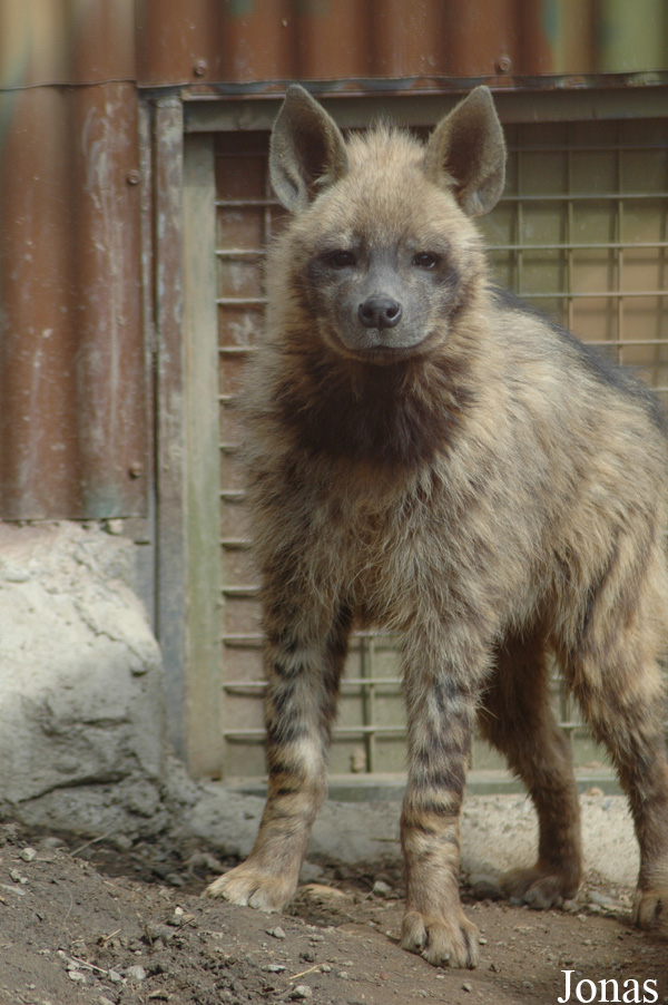 Hyaena hyaena