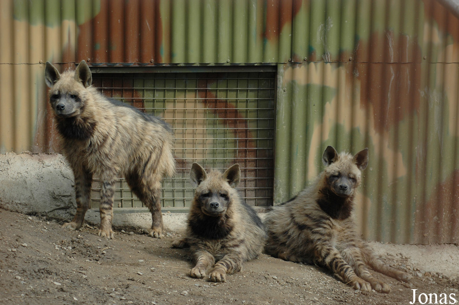 Hyaena hyaena