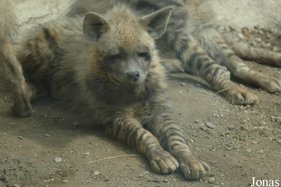 Hyaena hyaena