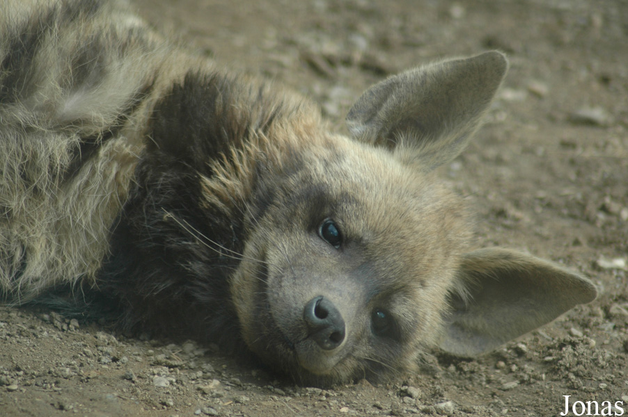 Hyaena hyaena