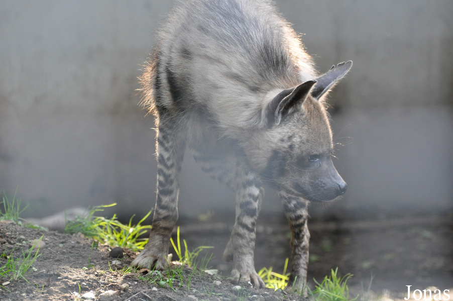 Hyaena hyaena
