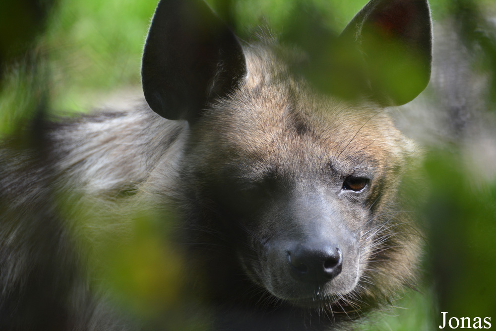 Hyaena hyaena dubbah