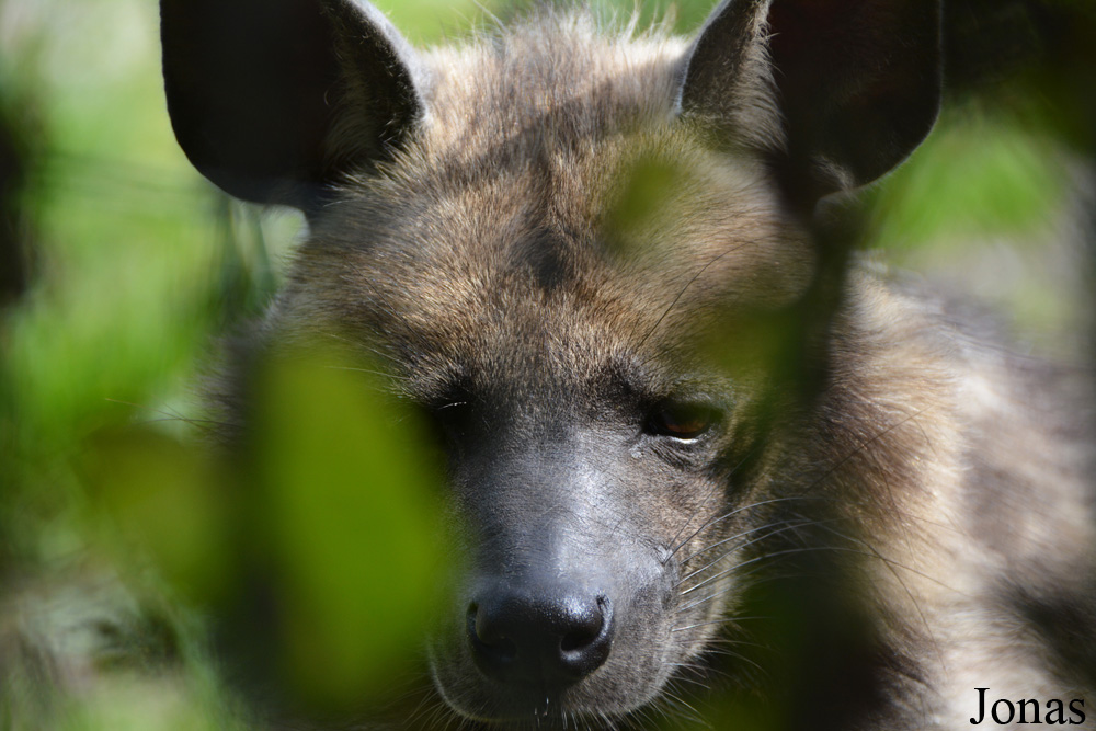 Hyaena hyaena dubbah