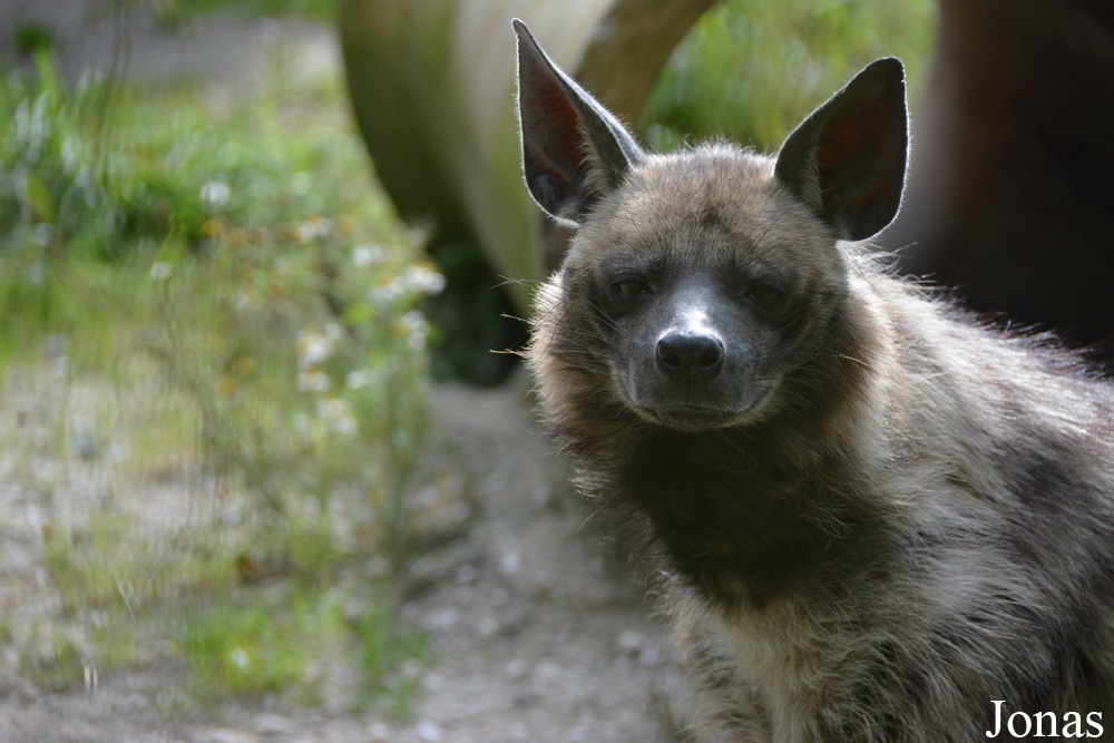 Hyaena hyaena dubbah
