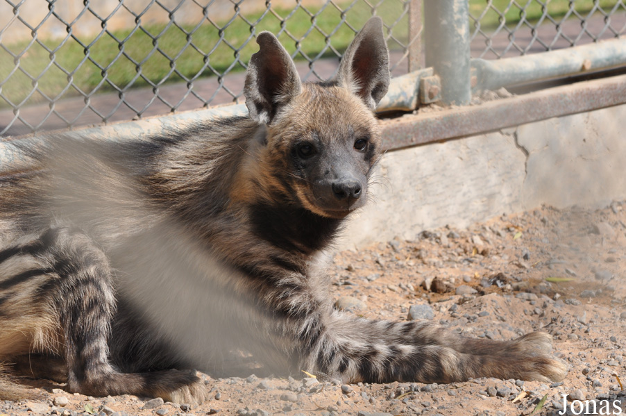 Hyaena hyaena sultana