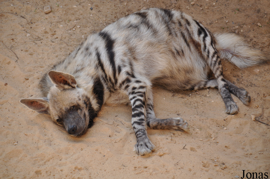 Hyaena hyaena syriaca