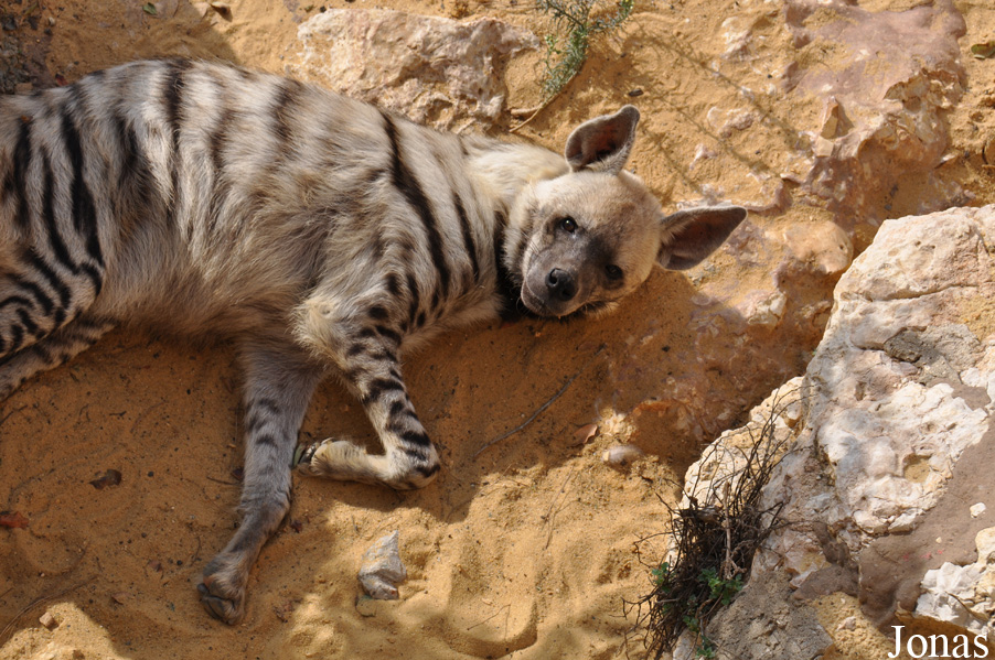 Hyaena hyaena syriaca