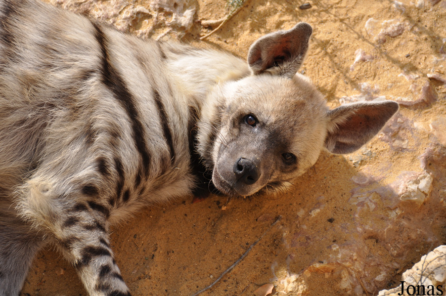 Hyaena hyaena syriaca