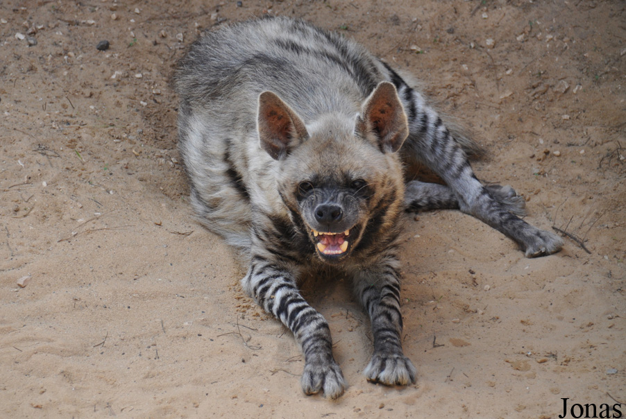 Hyaena hyaena syriaca