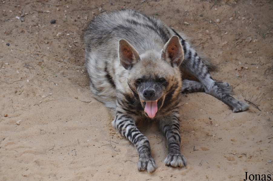 Hyaena hyaena syriaca