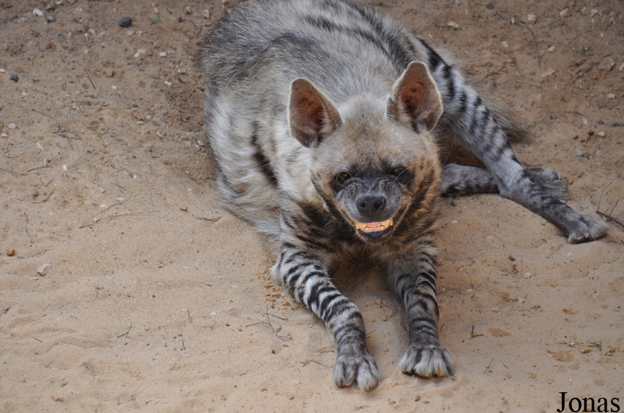 Hyaena hyaena syriaca