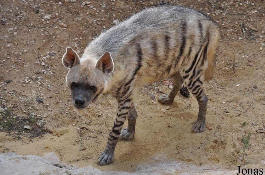 Hyaena hyaena syriaca