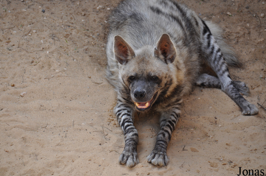 Hyaena hyaena syriaca
