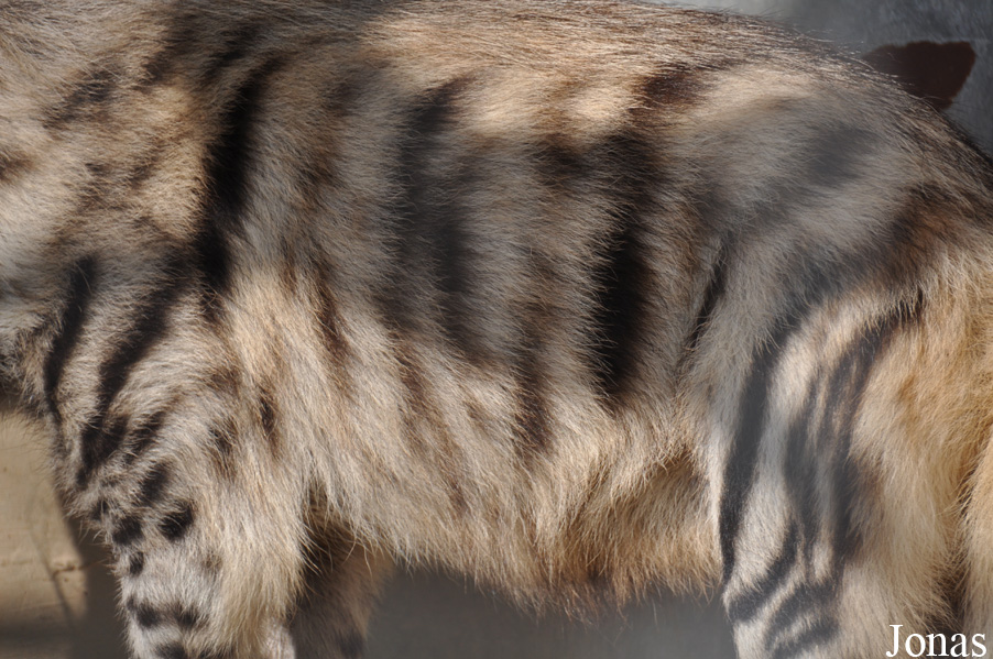 Hyaena hyaena syriaca