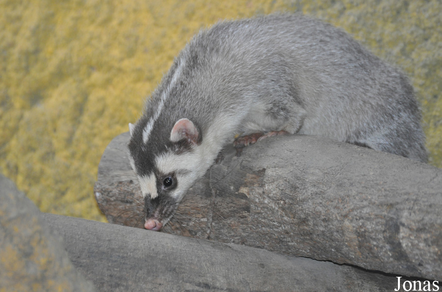 Melogale moschata