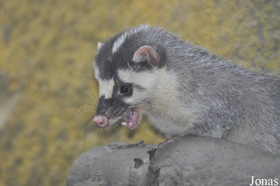 Melogale moschata