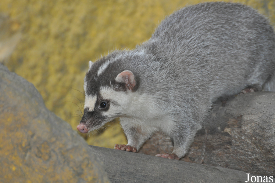 Melogale moschata