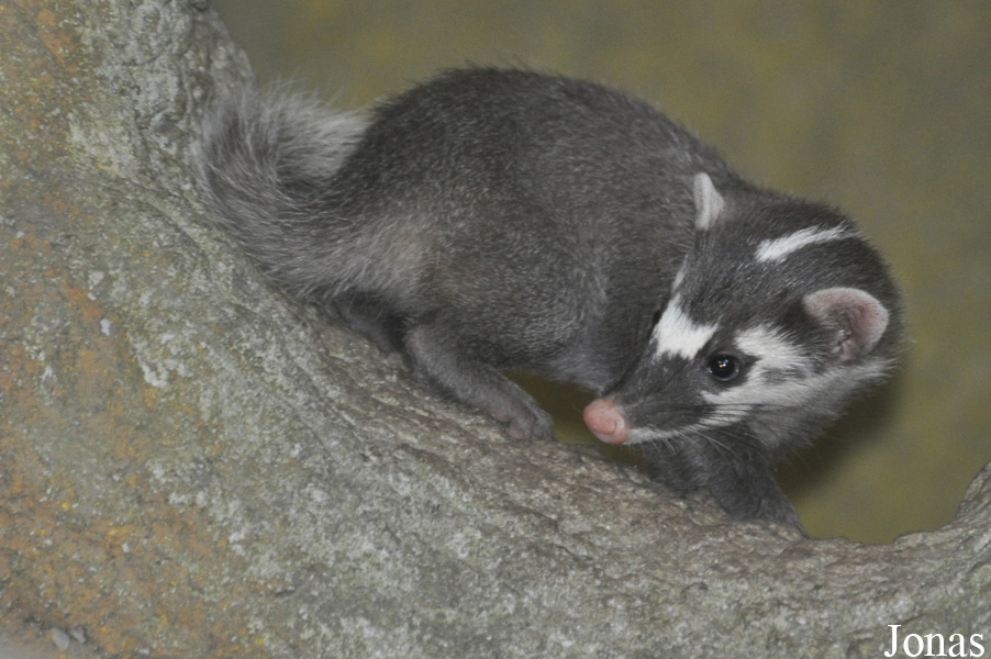 Melogale moschata