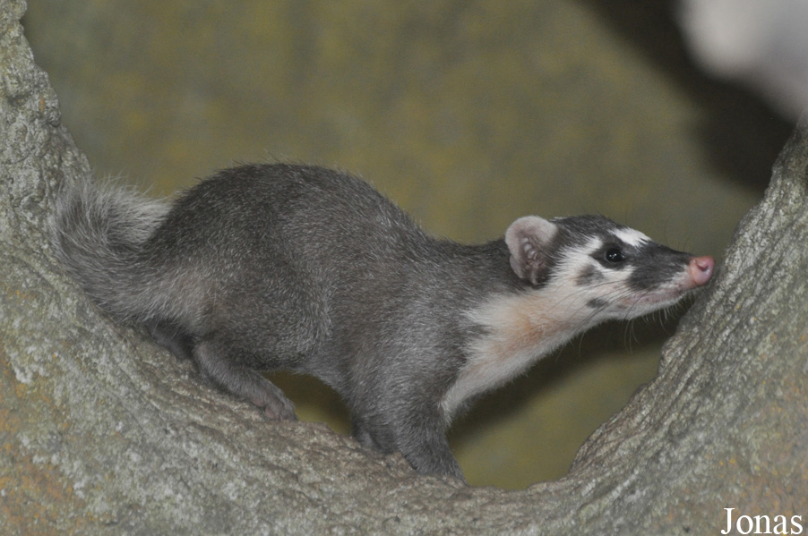 Melogale moschata