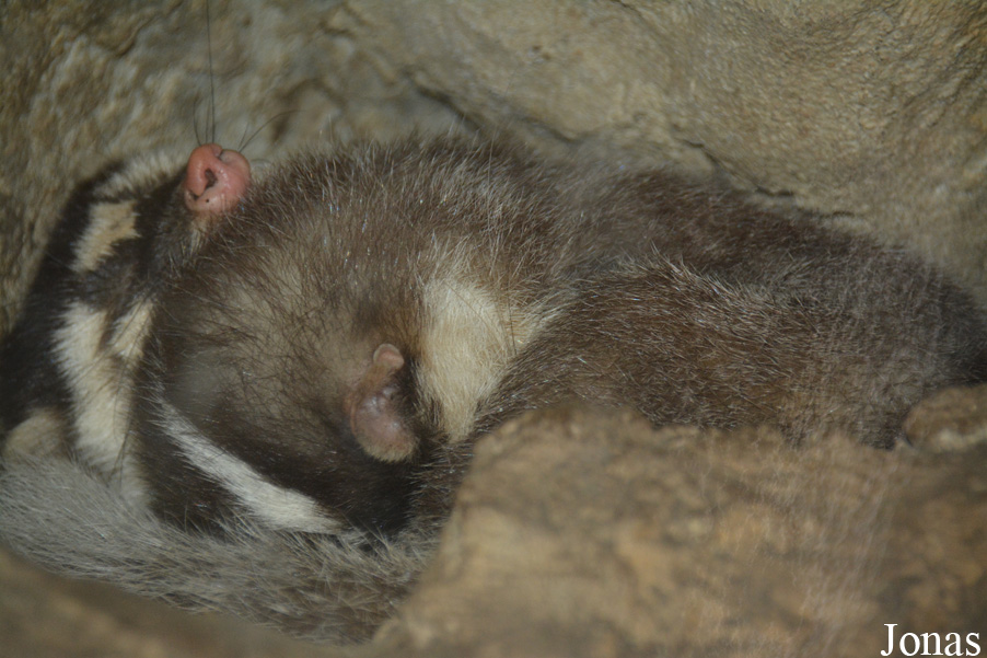 Melogale moschata subaurantiaca
