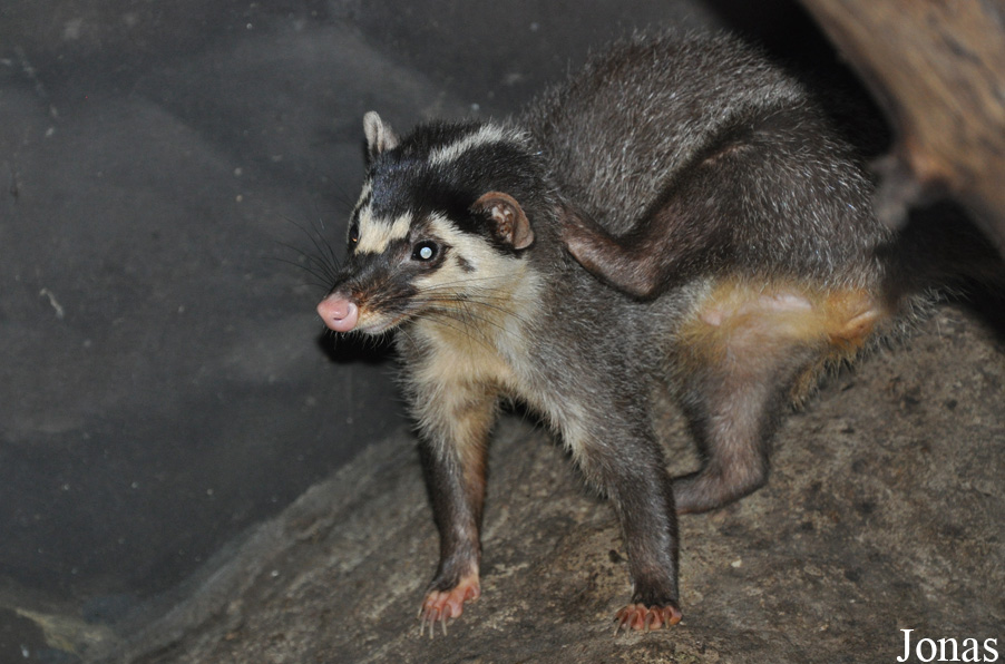 Melogale personata