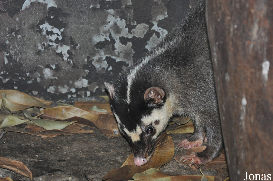 Melogale personata