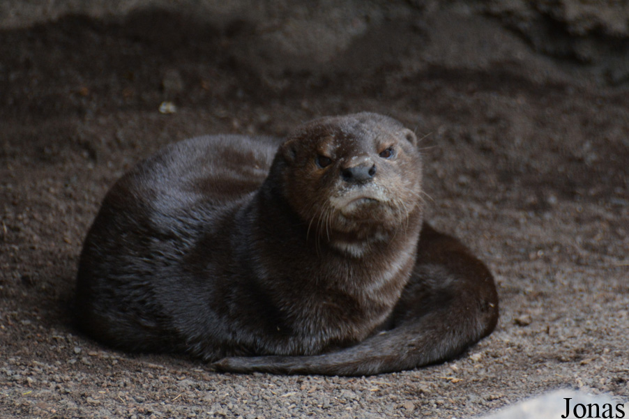 Lutra maculicollis