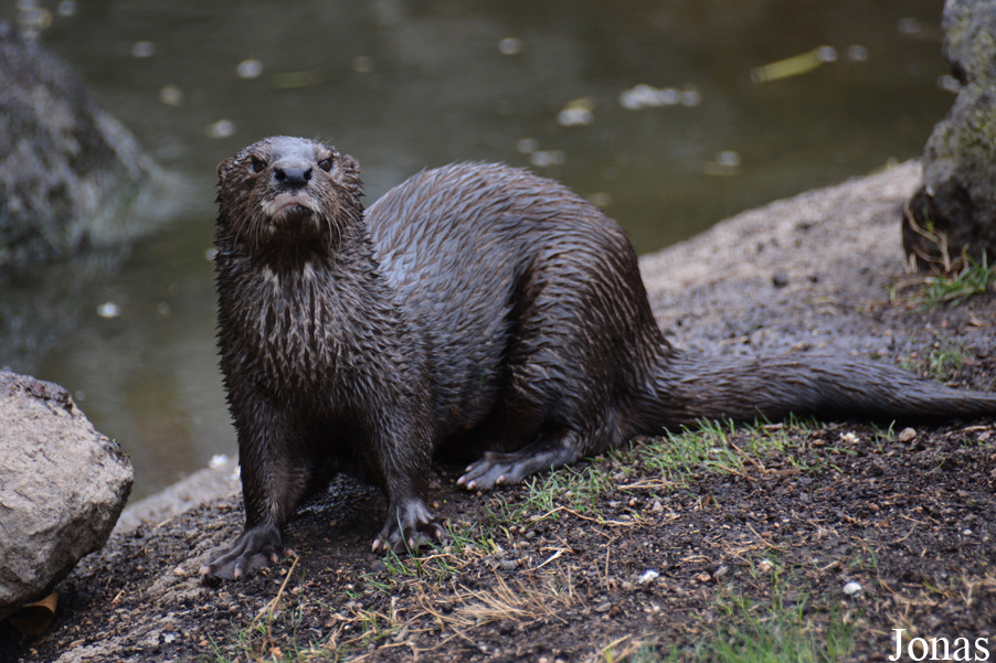 Lutra maculicollis