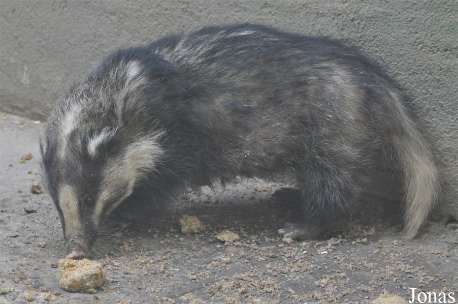 Arctonyx albogularis