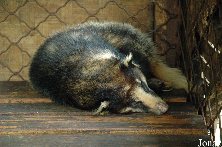 Arctonyx albogularis