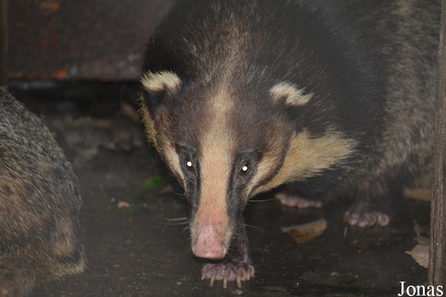 Arctonyx albogularis