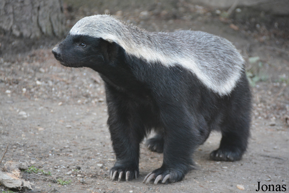 Mellivora capensis