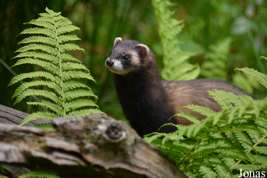 Mustela putorius