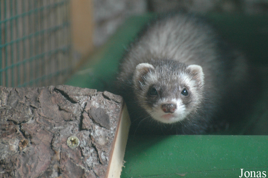 Mustela putorius