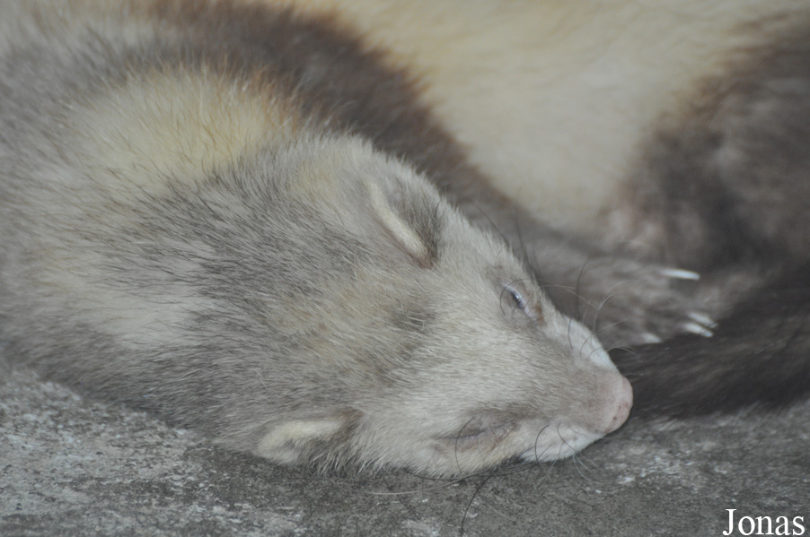 Mustela putorius furo