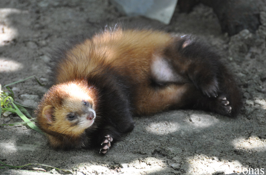 Mustela putorius furo