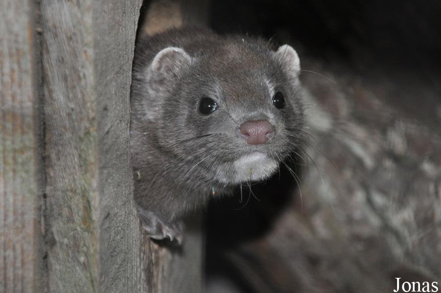 Mustela vison