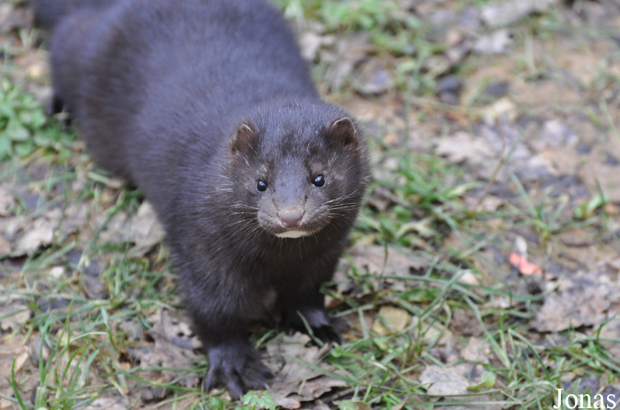 Mustela vison