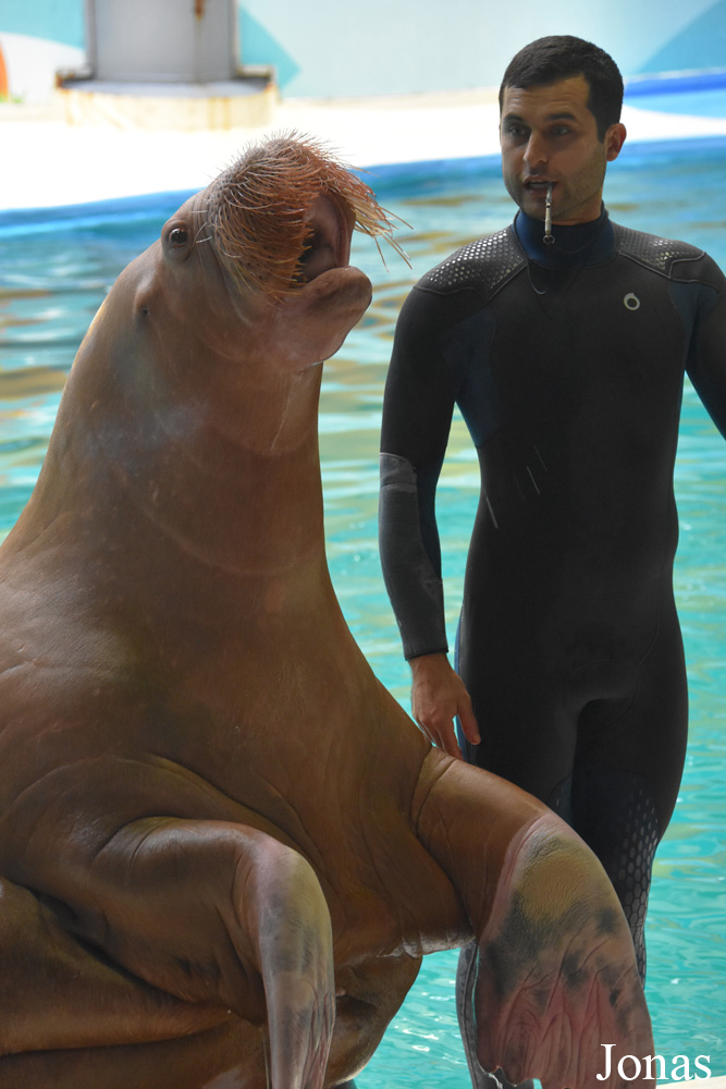 Odobenus rosmarus