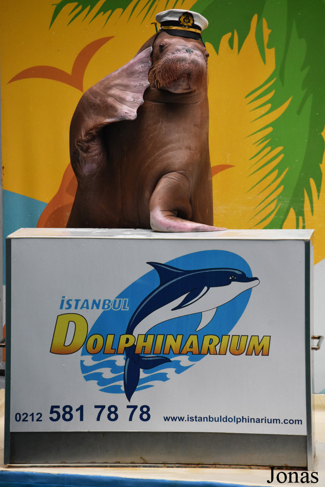 Odobenus rosmarus