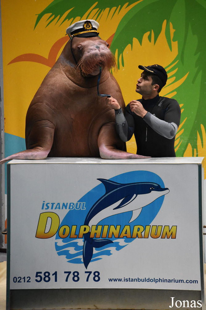 Odobenus rosmarus