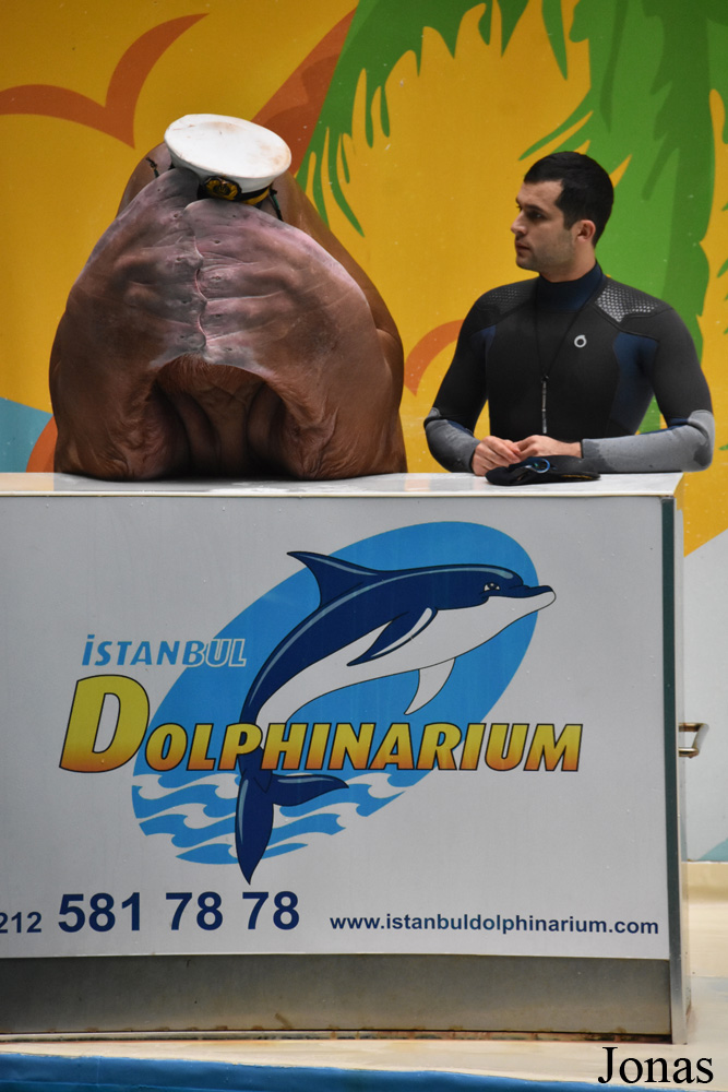 Odobenus rosmarus
