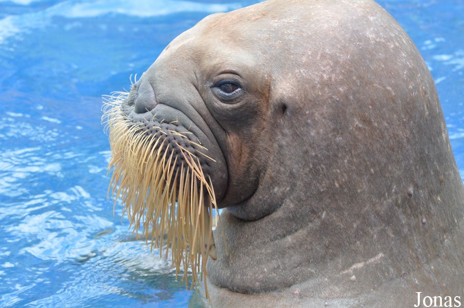Odobenus rosmarus divergens